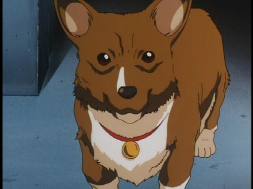 Ein of cowboy bebop-12917.jpg